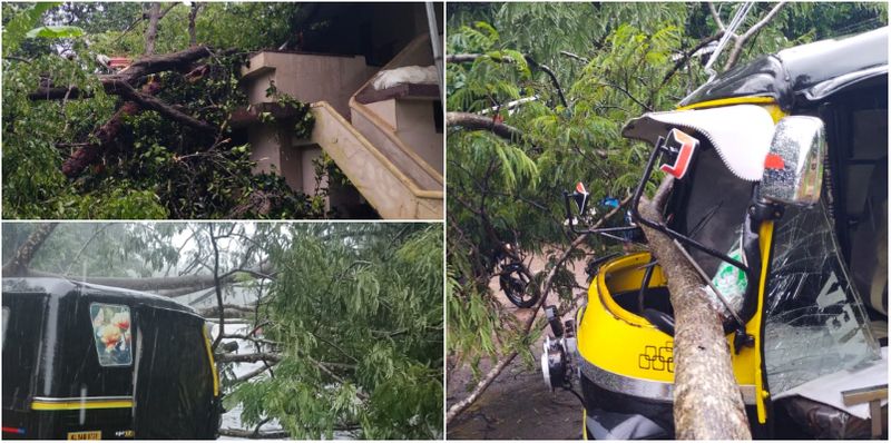 Heavy rain Disaster palakkad tree fell on the auto rickshaw and the electricity post also fell down