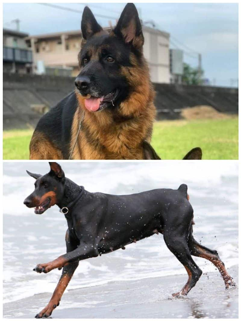 German Shepherd to Labrador-7 Active dog breeds for fitness lovers RBA EAI