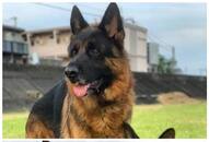 German Shepherd to Rajapalayam: 7 Best guard dog breeds in India RTM