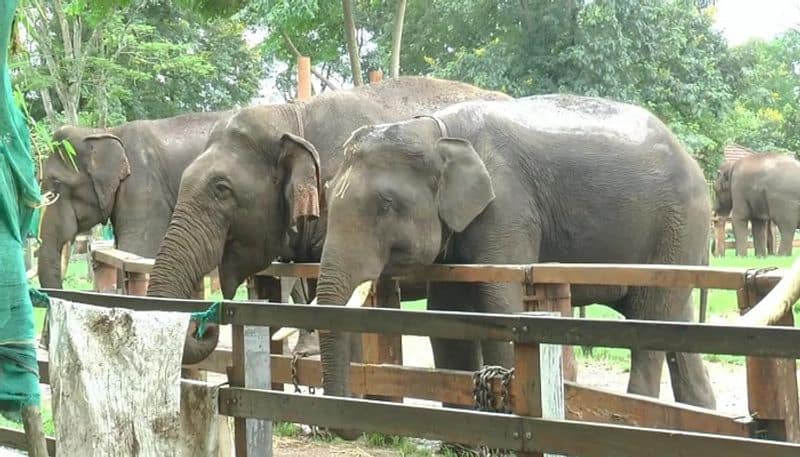 5 elephants from dubare  camp selected for mysuru jumboo savari grg 