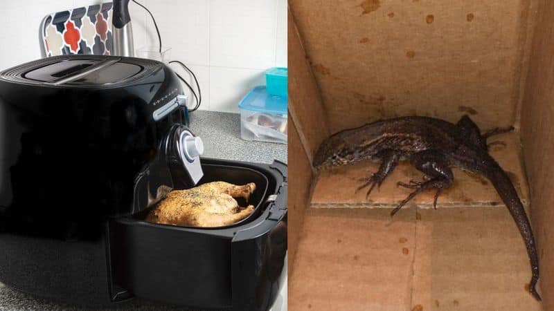 Amazon Customer Orders Air Fryer Online Finds Huge Lizard Inside Parcel san