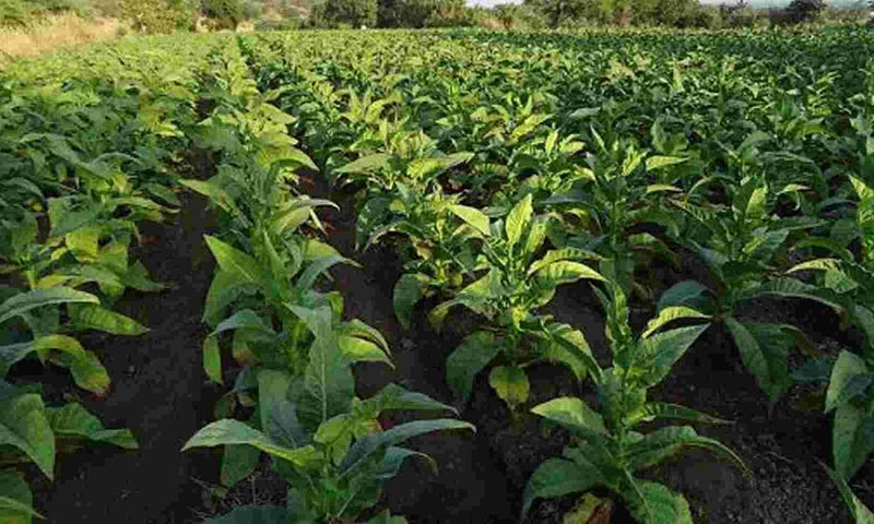 Govt allows sale of excess tobacco produced by registered growers in Andhra Pradesh No for Karnataka gvd