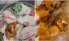 Viral Video: Insect found in Burger King Meal, sparks online outrage [watch] NTI