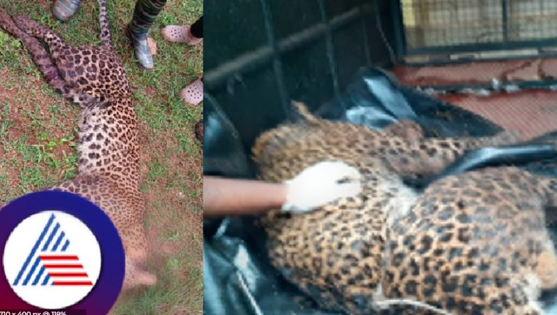 Leopard death case FIR against the farmer in kirugunase village shivamogga rav