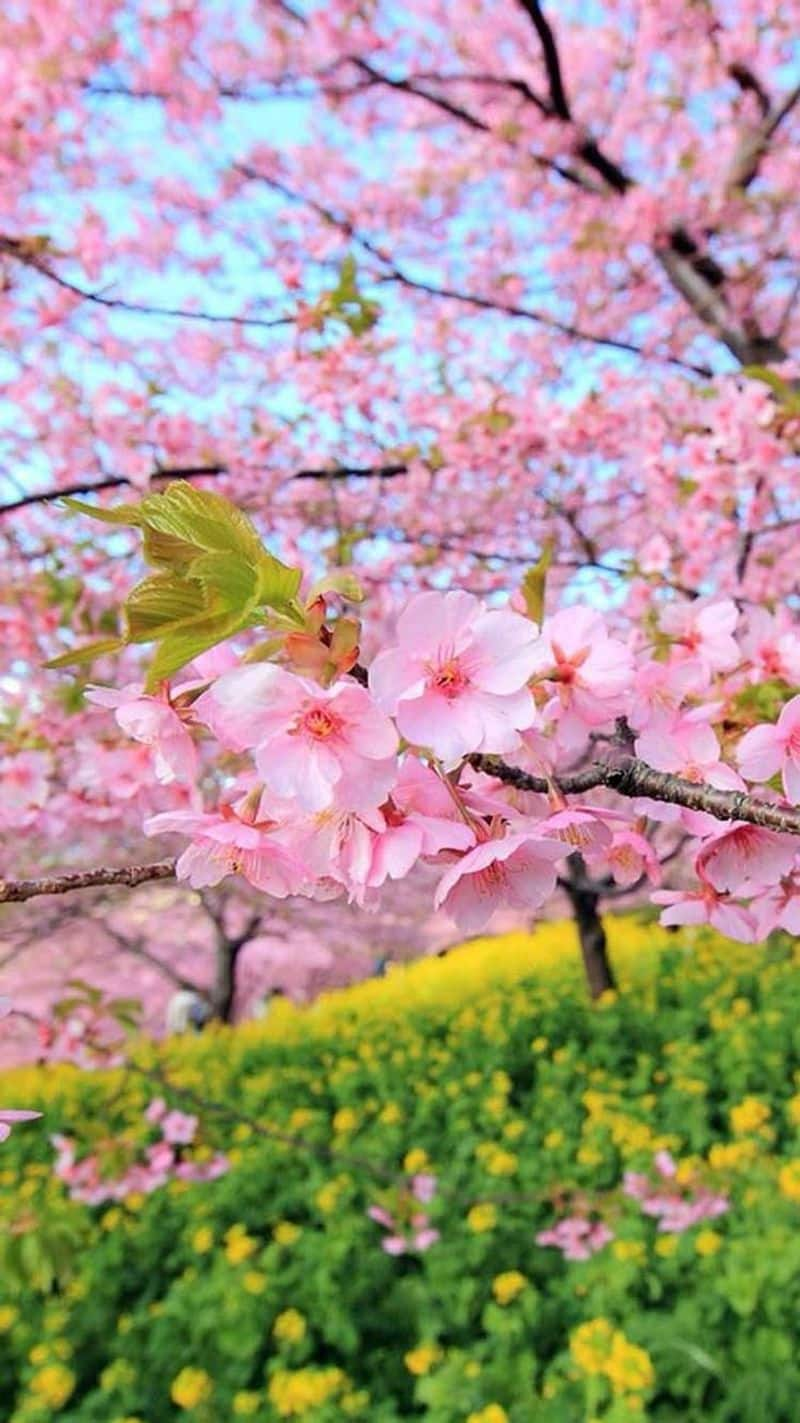 Where to see Cherry Blossoms in India: Top destinations revealed NTI