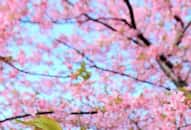 Where to see Cherry Blossoms in India: Top destinations revealed NTI