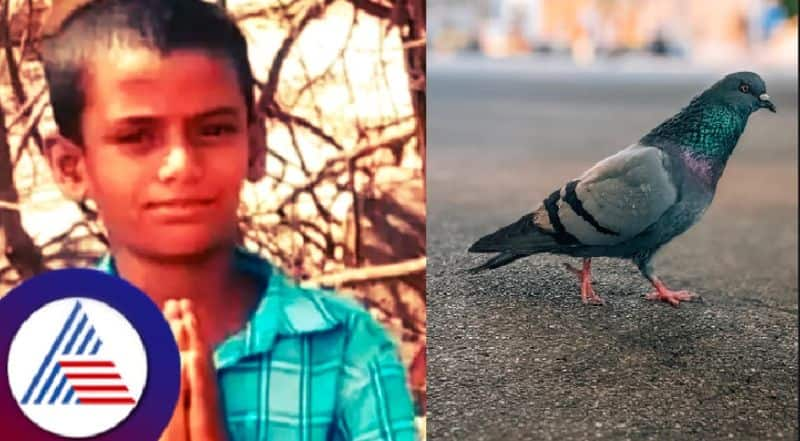 A boy died by  electrocution while trying to rescue a pigeon in chitradurga district rav