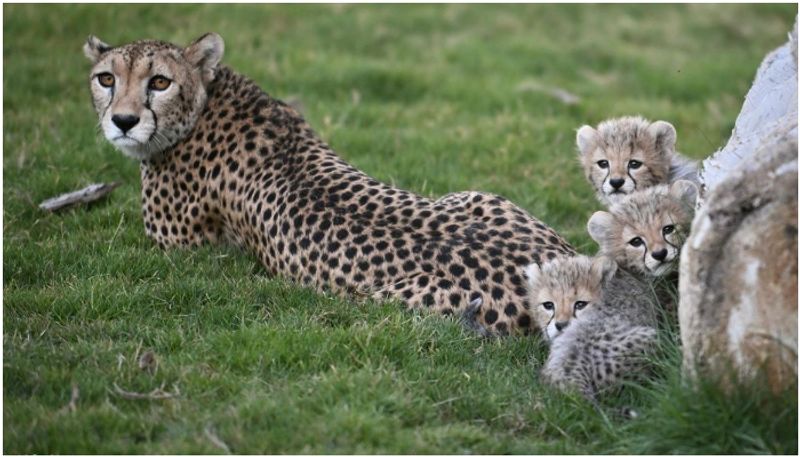 four baby Cheetahs born in saudi amid danger of extinction 