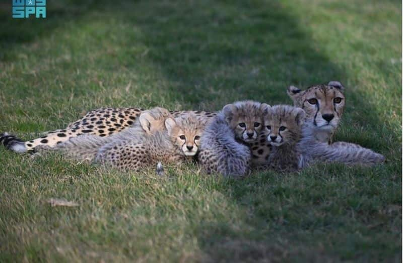 four baby Cheetahs born in saudi amid danger of extinction 