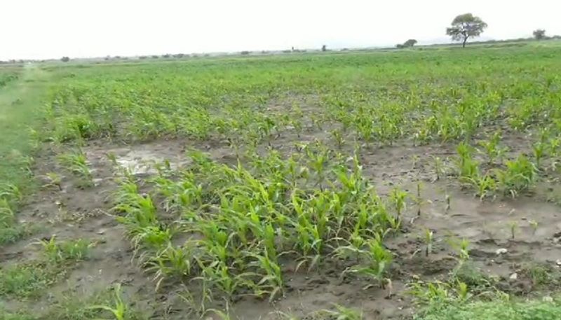 farmers anxiety for continuous rain in chitradurga grg 