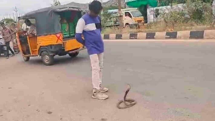  video snake encounter, 