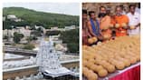 tirupati laddu controversy Beef Tallow Used in Ghee of TTD Prasada san