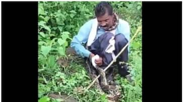  Villagers save man from giant python attack in Jabalpur, watch video NTI