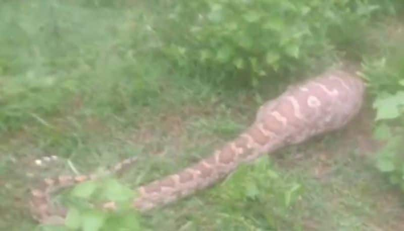 12 ft python swallows goat rescued by forest officials video 