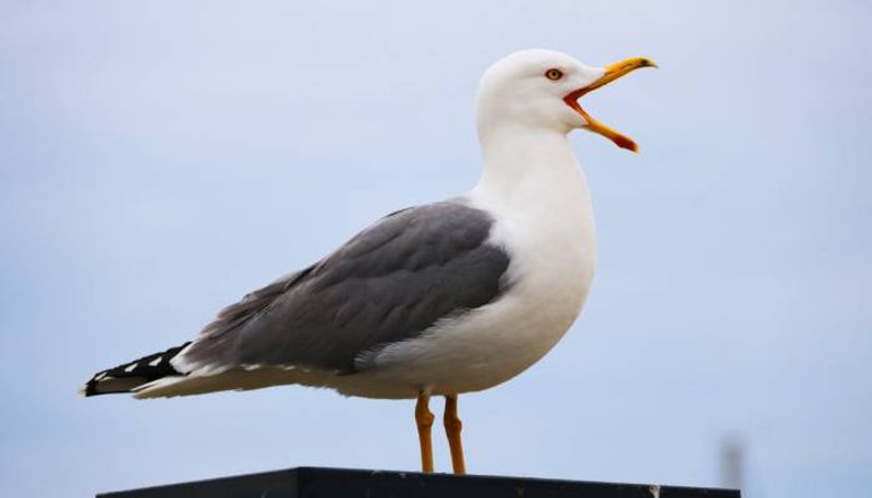 man ripped head off of seagull after it steal french fries from his daughter 