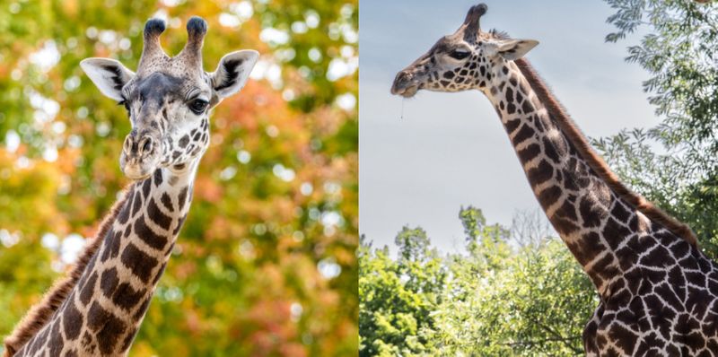 2 year old Masai giraffe dies during castration procedure in Toronto