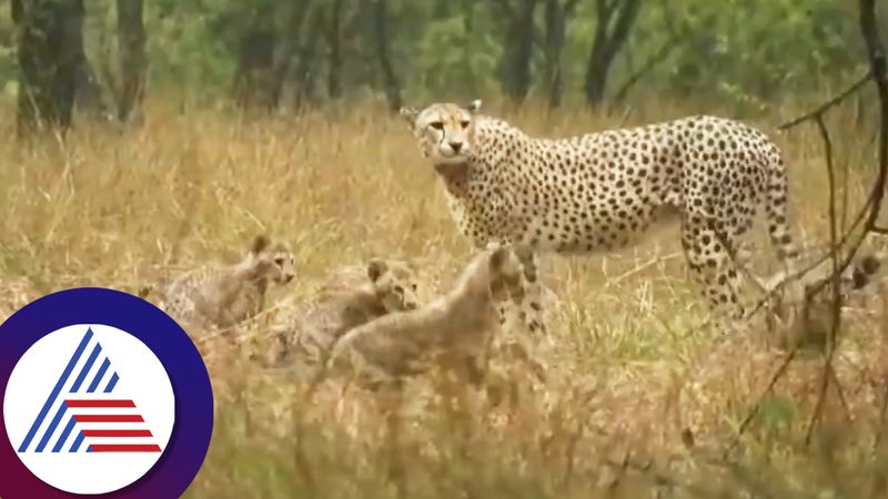 South African cheetah gamini plays with her 5 cubs during rain at kuno National Park ckm