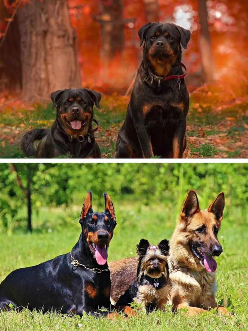 Rottweiler to German Shepherd-7 best guard dog breeds in India RBA EAI