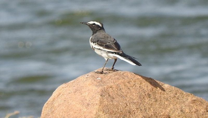 Sagunam Palangal: Wagtail's behavior can predict luck and fortune