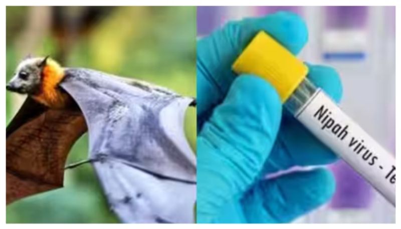 Nipah outbreak Malappuram worries ease So far 68 samples have been negative