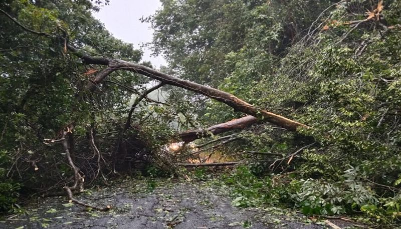 tree fallen due to heavy rain in chikkamagaluru grg 