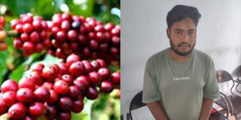 more than 3 lakh worth harvested coffee stolen in wayanad one more accused arrested 