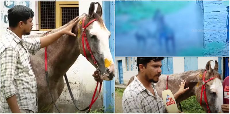 Pregnant horse brutally attack case in three accused in remand