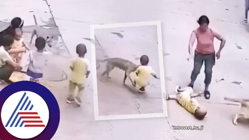 Dog rescue toddler playing next to parents from stray dog attack cctv video ckm