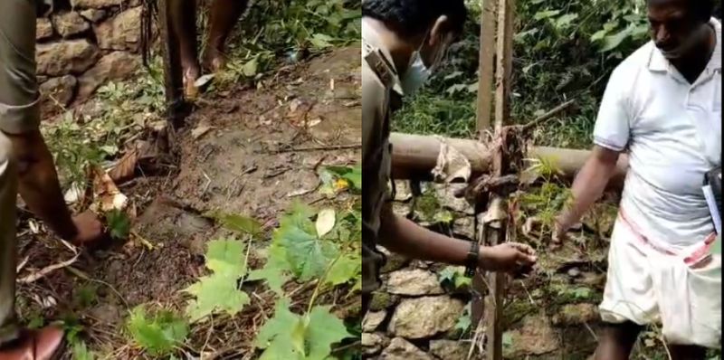 34 cm height cannabis plant under iron bridge Aryanad Excise started investigation