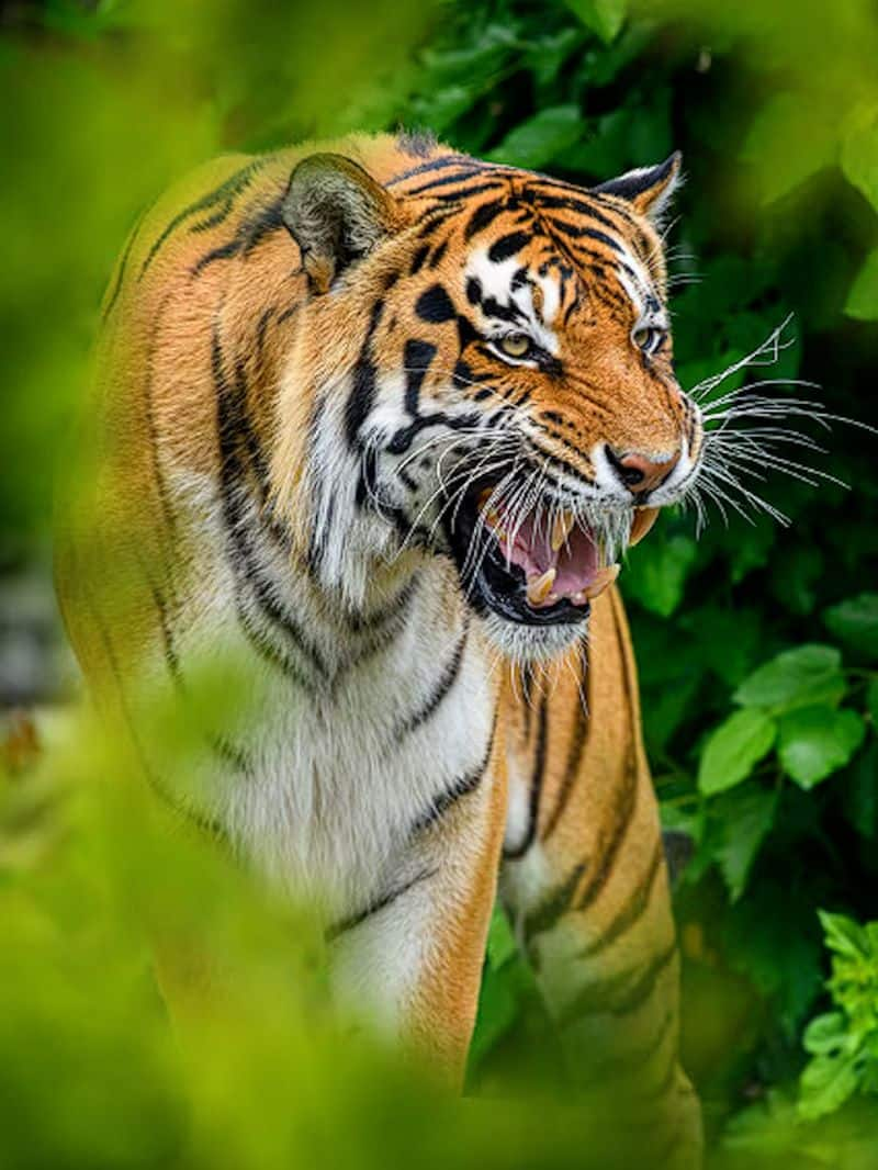 International Tiger Day Top 7 places to spot tigers in India iwh