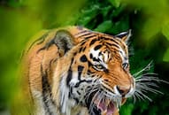 International Tiger Day Top 7 places to spot tigers in India iwh