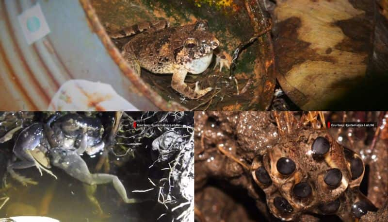 Minervarya charlesdarwini, a rare species of Endangered frog in Andaman Islands, has a unique breeding pattern, researchers discovered 