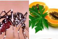 monsoon dengue prevention natural remedies Foods increase Platelets