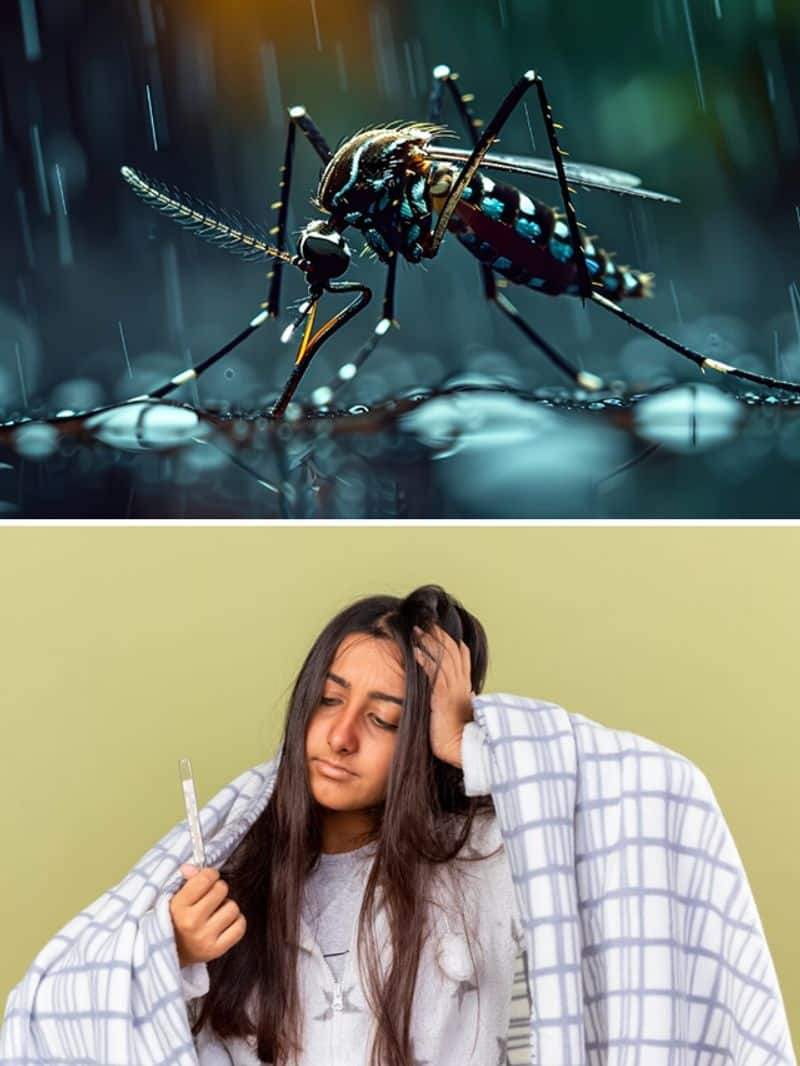 Dengue in India-7 warning signs you should know  RBA EAI