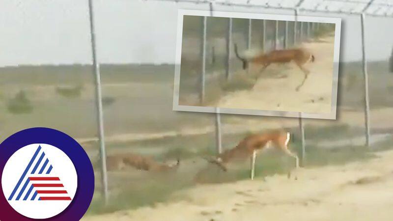 Deer fights with each other at Indo pak LAC viral video Elaborate intense of Border issues ckm