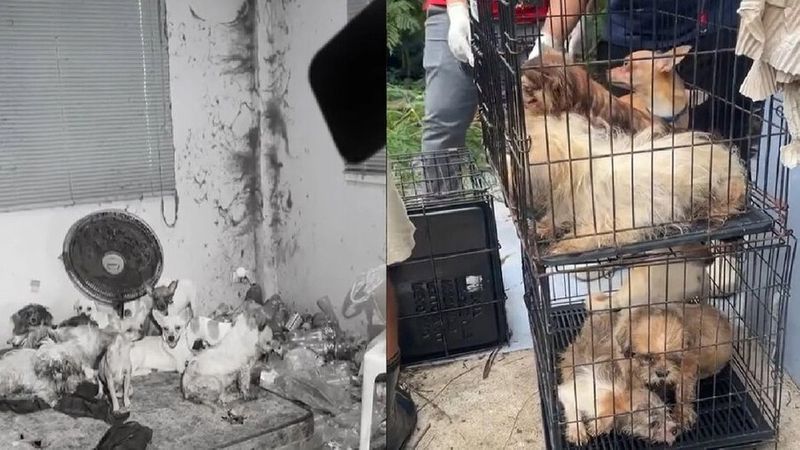 28 starving dogs in Bangkok eat dead owner's leg to stay alive sgb