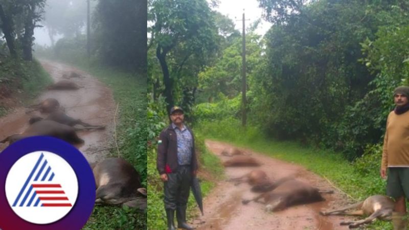 Kodagu rain alert holiday is announced for schools tomorrow rav