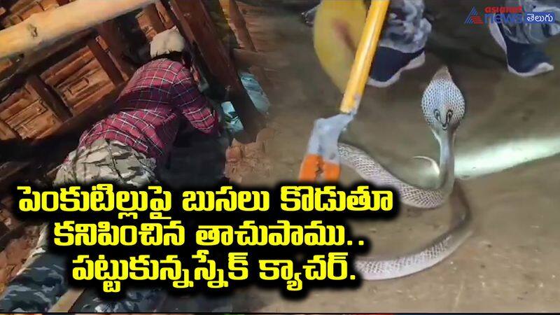 snake catcher viral video