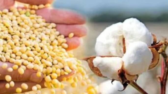 cotton and soybean farmers 