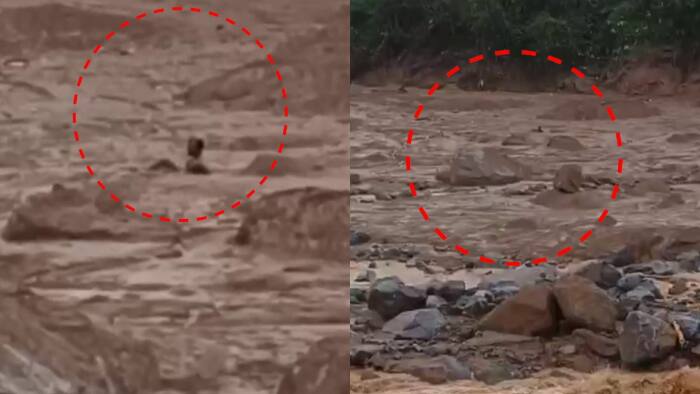 wayanad landslide