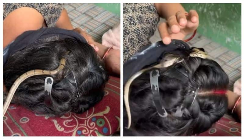 video of a snake Crawls Through the hair of a sleeping woman has gone viral 