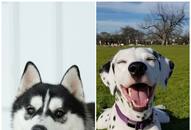 Husky to Dalmatian: 7 Moody dog breeds in India RTM