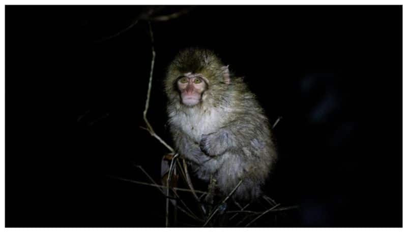 Supernatural Monkey Witch Haunts People in Nicaragua but twist in when he was caught 