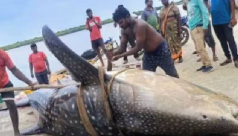 1500kg endangered whale shark catch by andhra fishermen 