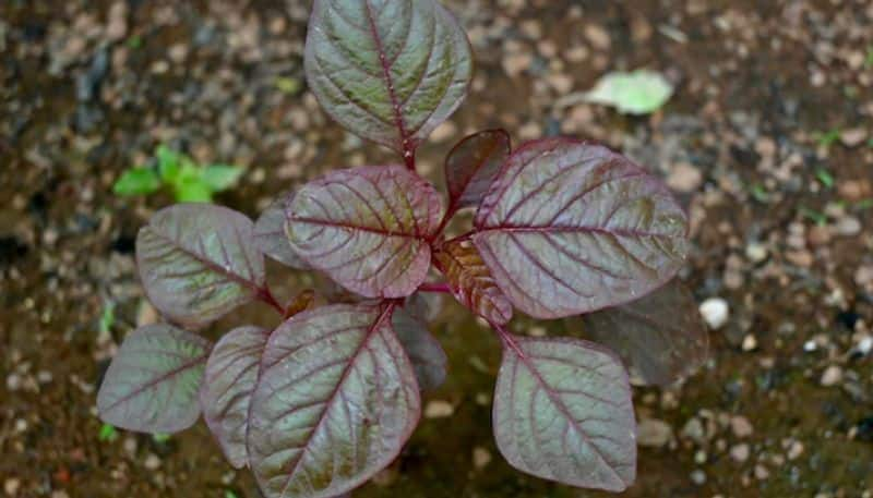 benefits of adding red Spinach in your diet 