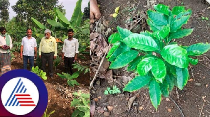 A farmer Arvind katagi from Gadag district who grew coffee in plains rav