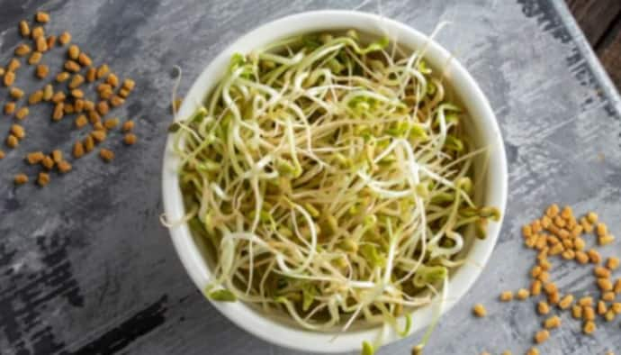 fenugreek sprouts