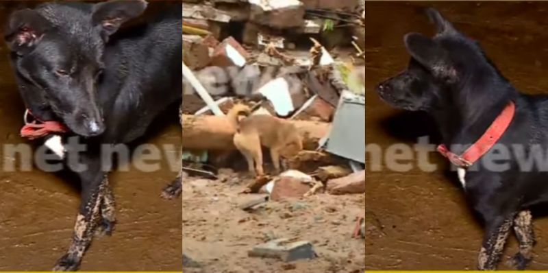 Wayanad disaster Dog assist rescue team to find buried owner body underground ckm