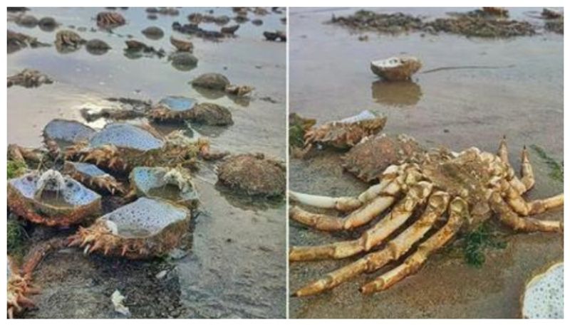 herd of spider crabs is found on the beach in wales locals are worried about its a sign of disaster 