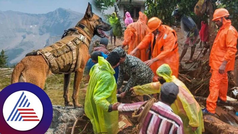 Wayanad landslide Army Dog Squad to  experts in rescuing people from  trapped under mud gow